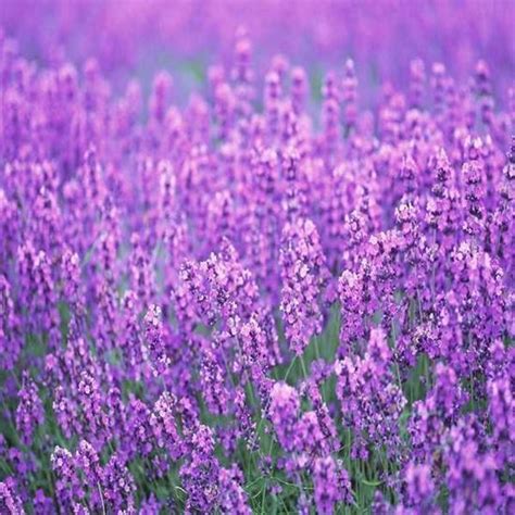 Lavender for Spiritual Healing: Balancing Energy and Promoting Well-being